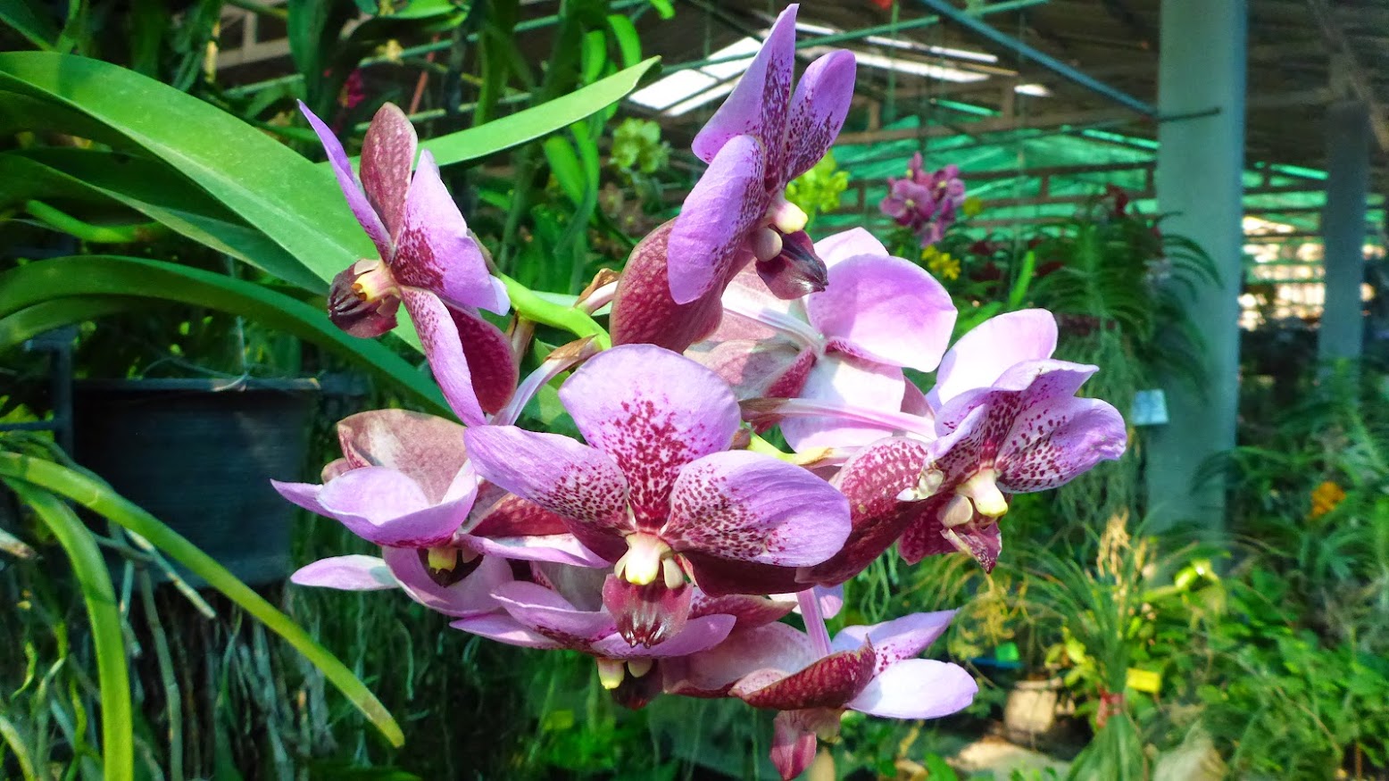 En vacker Orkide