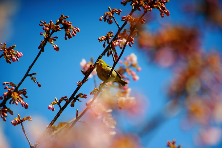 japanese white eye bird green feathers with sakura blossom