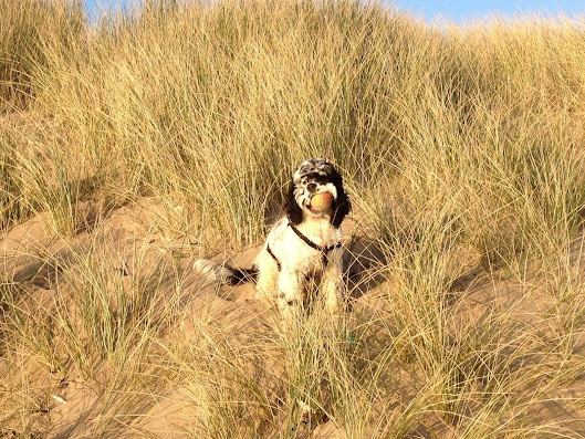 Charlie Brown American, cocker spaniel, in the sand dunes at Rhosneigr 