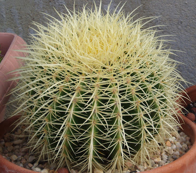 Echinocactus grusonii brevispina Echinocactus%252520grusonii%2525202