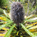 Banksia on Grass Tree Track (249805)