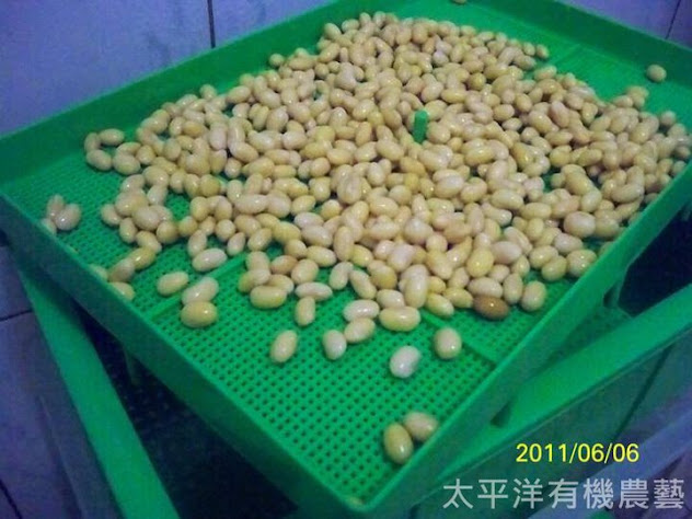 豆芽孵育箱