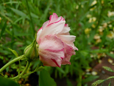 [Bild: P5281041.jpg]