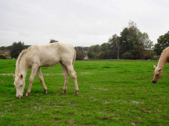 2013 - Darwi Odrade el Shaazar (Quarfi X Gouach de Beaubeck) - Arabe-Barbe - Page 2 Darwi%252027oct2013%2520%252842%2529