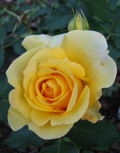 one yellow rose