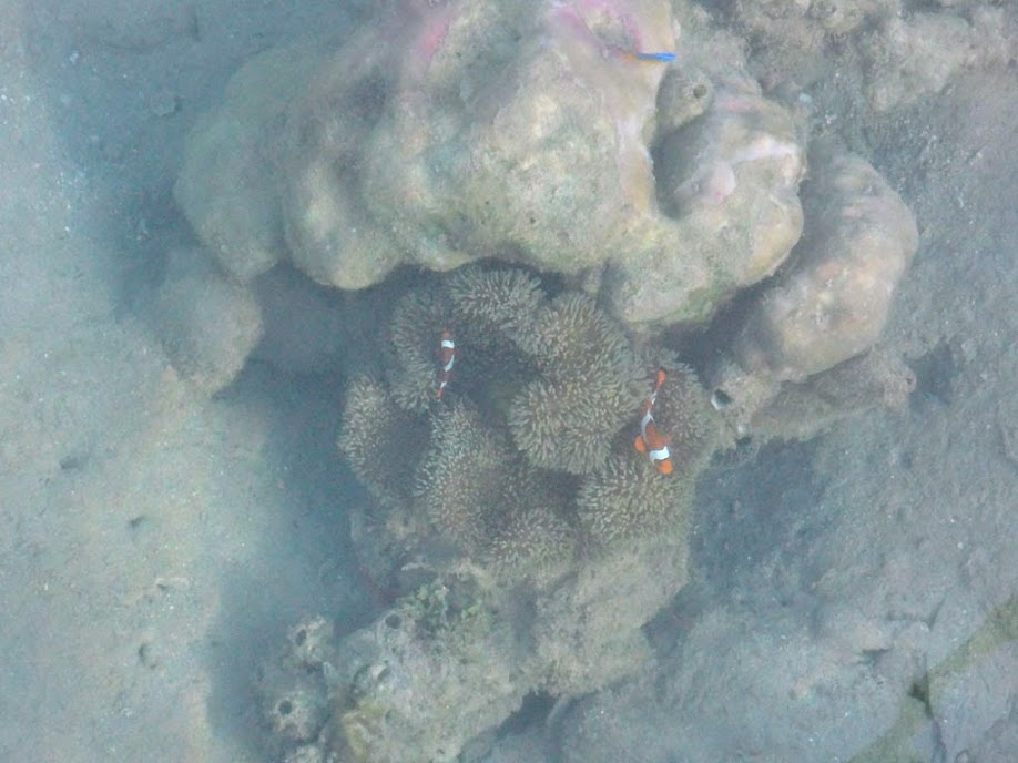 Stichodactyla gigantea (Giant Carpet Anemone), Amphiprion ocellaris (Ocellaris Clownfish), photo taken from boat dock at Chindonan Island, Palawan, Philippines.