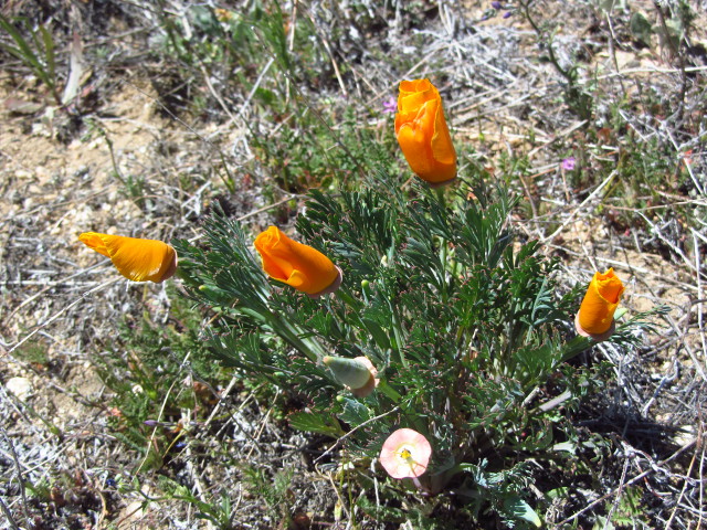 California poppy