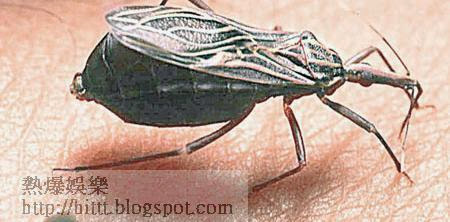 接吻蟲是傳播美洲錐蟲病的元兇。（世衞圖片）
