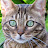 Kittycattube Kitty