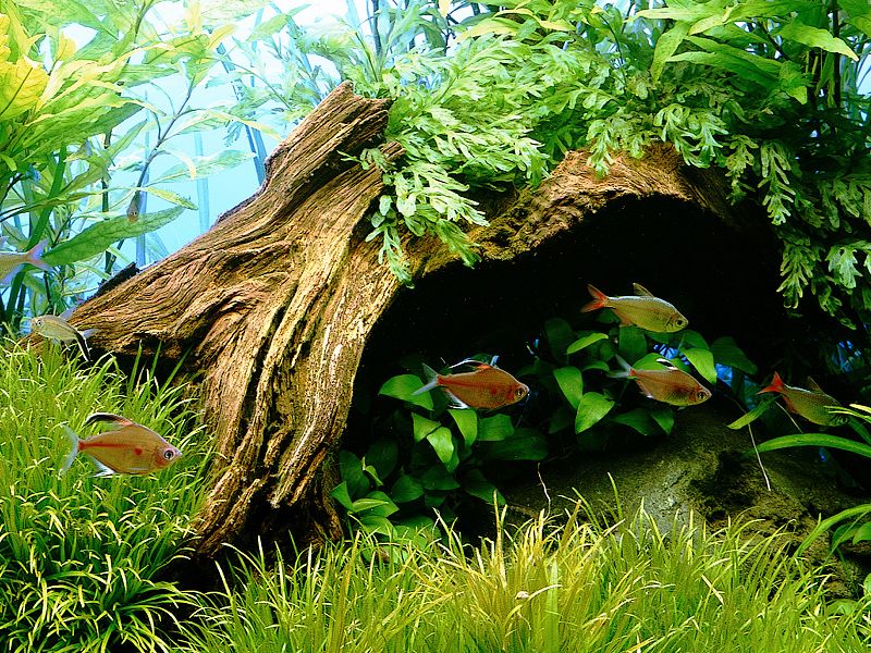 Aquascaping  The Violet Fern