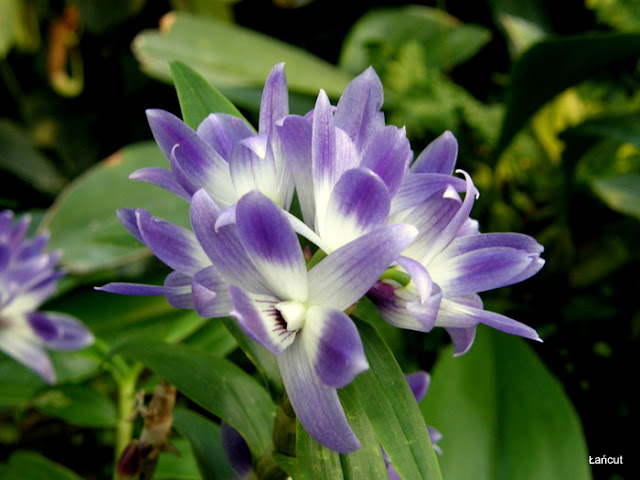 Dendrobium victoriae-reginae  P1010060-1