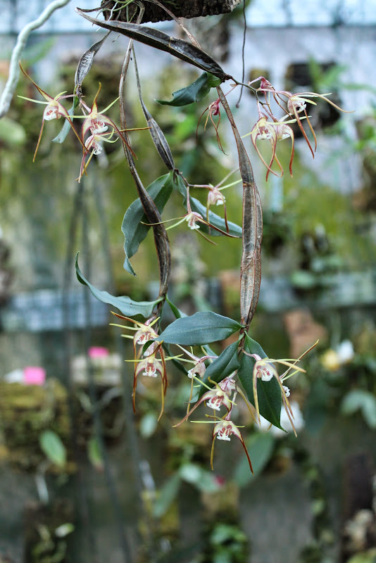 Dendrobium tetragonum IMG_0506