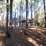 Pines picnic area in the Watagans (65021)