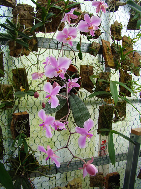 Phalaenopsis schilleriana N°1 DSC00593