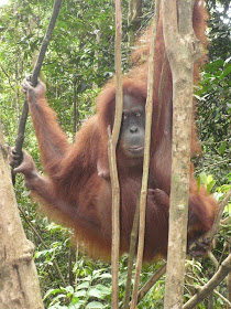 Wildlife Photos of Sumatran Orangutan (Pongo abelii) in Bukit Lawang, Sumatra, Indonesia Wildlife Photos of Sumatran Orangutan (Pongo abelii) in Bukit Lawang, Sumatra, Indonesia