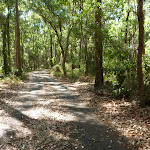 Forest on a sunny day in Blackbutt Reserve (400261)
