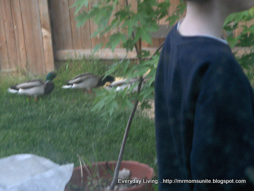 photo of 2 ducks feeding at our feeder while we were outside