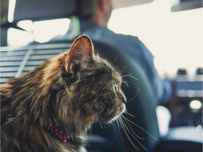 Cat-in-Car