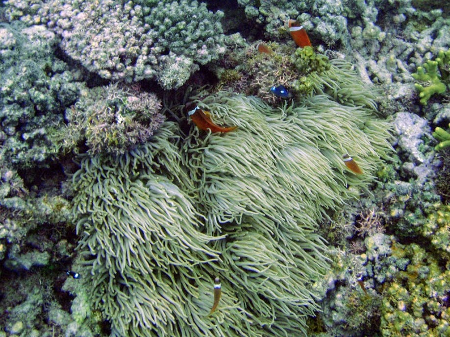 Amphiprion barberi (Fiji Tomato Clownfish) with Heteractis crispa (Sebae Anemone) , Naigani Island, Fiji.