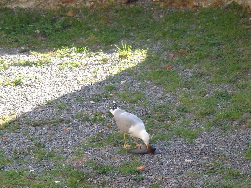 А включите-ка мне усилители качки! А подайте-ка белых пиджаков. Costa Paсifica февраль 13г
