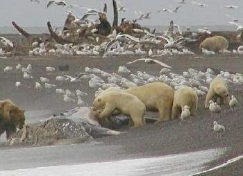 Urso pardo vs Urso polar - Página 2 1