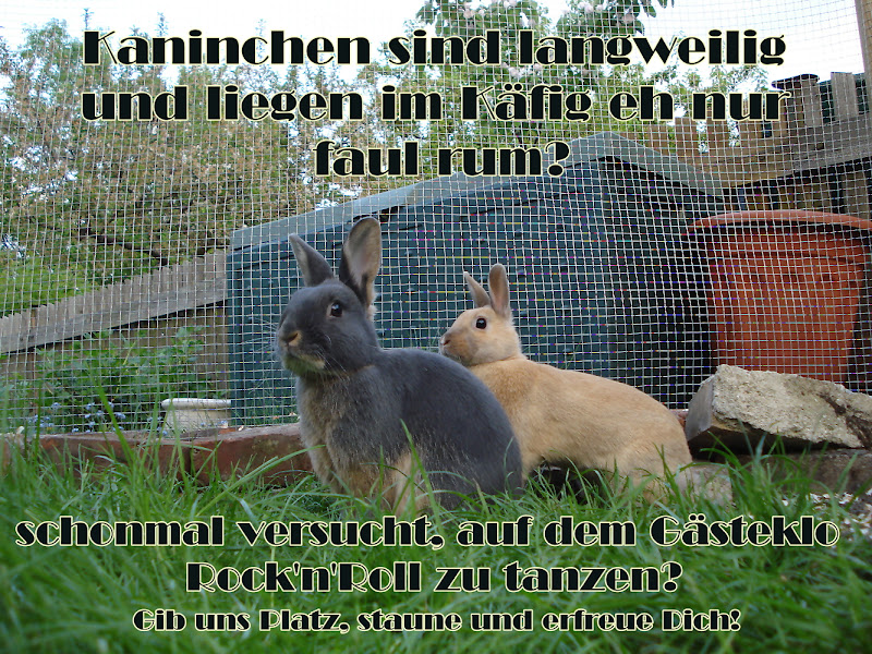 Kaninchen Referat Kaninchen Referat