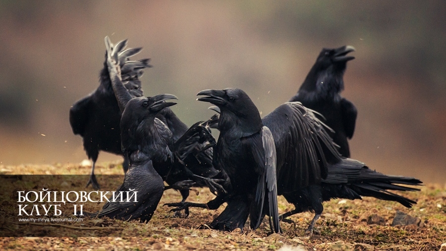 wildlife.crimea.ua
