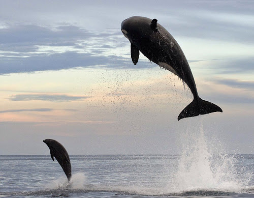 Φωτογραφίες με φάλαινα που καταβροχθίζει δελφίνι Photo%252520Jul%25252025%25252C%2525202013%25252C%2525209%25253A51