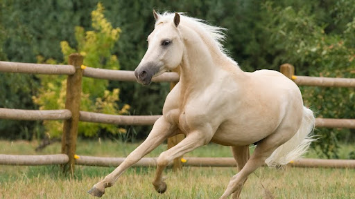 Palomino Welsh Pony Stallion, Colorado.jpg