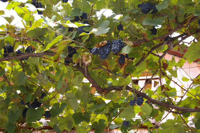 Саперави, блин