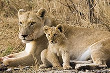 A female lion and its cub are sitting in a grassland.