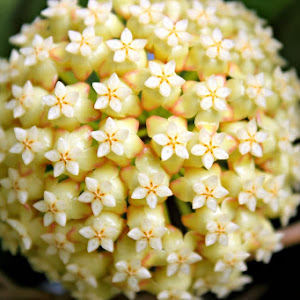 Hoa mộc lan là một trong những loài hoa  Dadang7