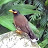 Mynah Bird