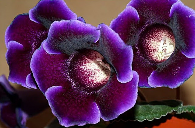 கண்ணைக் கவரும் அழகிய பூக்கள் Amazing_Purple_Flowers_12