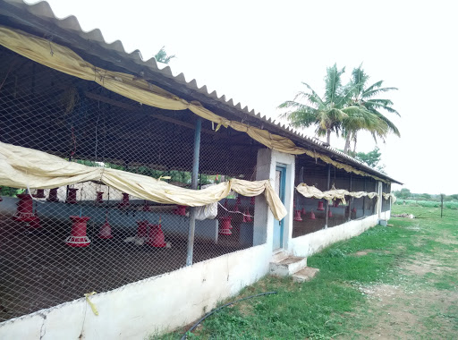 Anji Reddy Poultry farm Pendyal, M. Anji Reddy, H.No: 1-37, Pendyal Road, Maheshwaram, Ranga Reddy, Telangna, Pendyal, Telangana 509325, India, Poultry_Farm, state TS