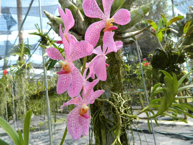 Орхидеи и прочая красота на о. Пхукет - Страница 16 DSCN0170