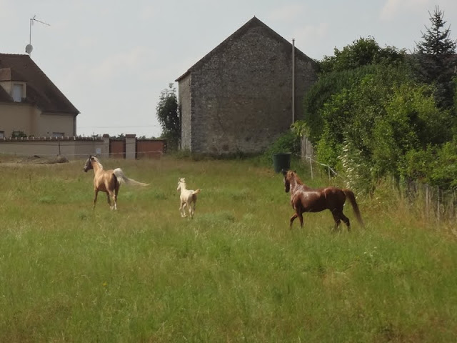 2013 - Darwi Odrade el Shaazar (Quarfi X Gouach de Beaubeck) - Arabe-Barbe Darwi%252021juil2013%2520%252859%2529