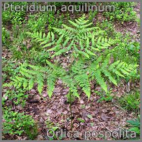 Pteridium aquilinum - Orlica pospolita