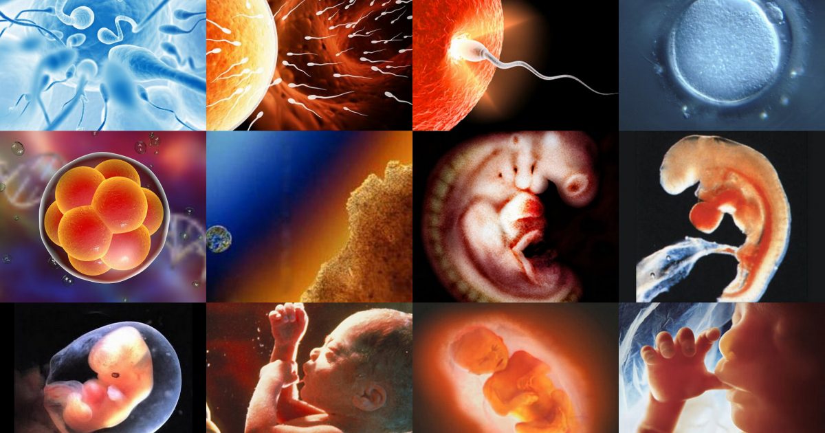 Prenatal development