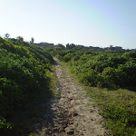 Sandy track near Maroubra Bay  (18318)