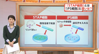 「iPS細胞」より簡単に万能細胞が作れる「STAP細胞」理研など国際研究チームが発表