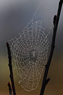 Old Superstitions About Spiders Image