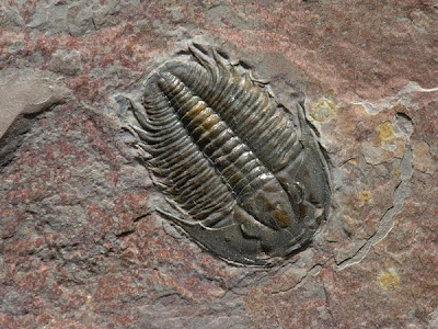 Fosil Trilobite