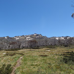 Open flat area on the Dead Horse Gap track at about 1700m AMSL (83845)