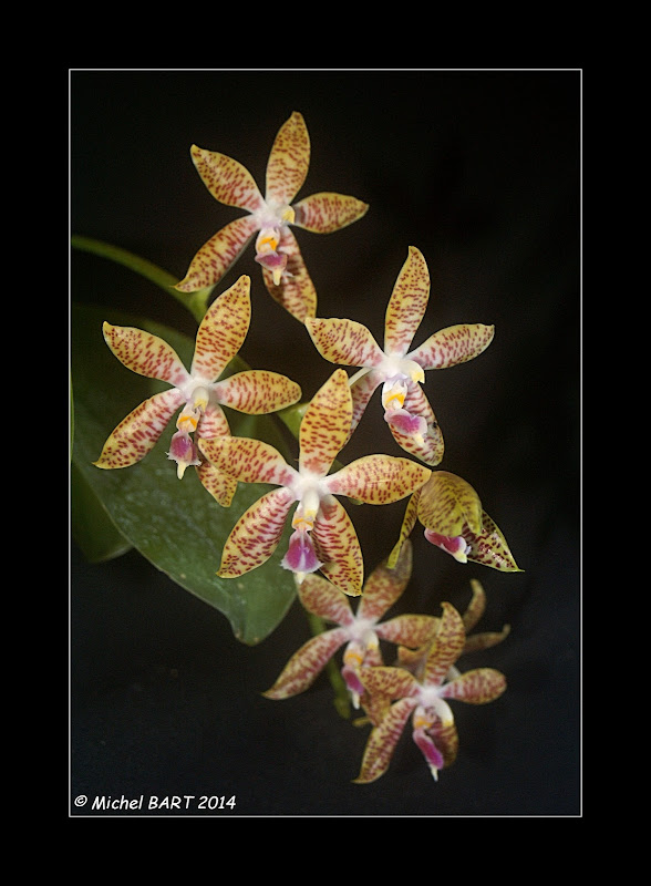 Phalaenopsis Phalaenopsis