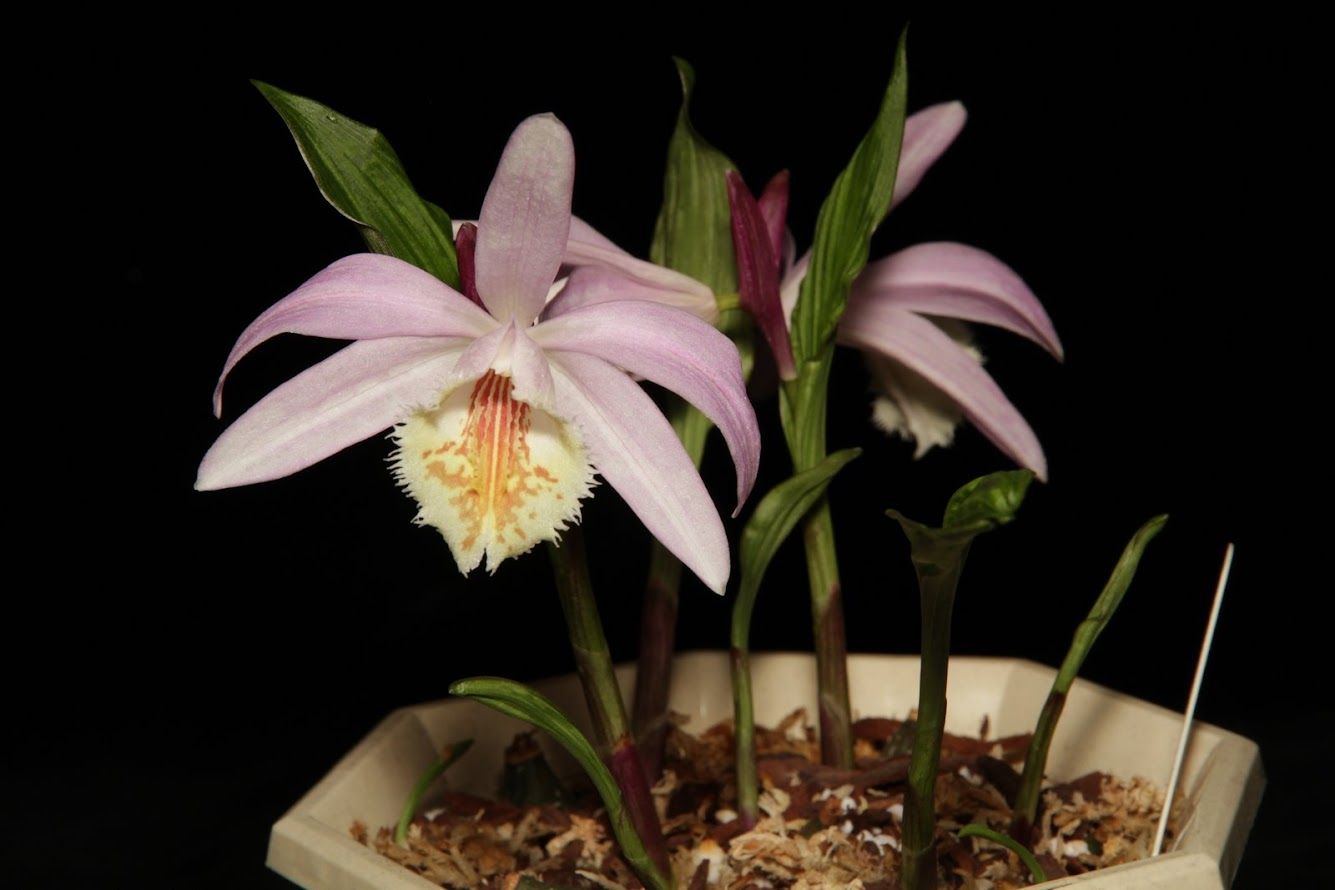 Pleione Zeus Weinstein IMG_2917