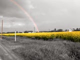 Arcobaleno Arcobaleno+su+fiori+gialli