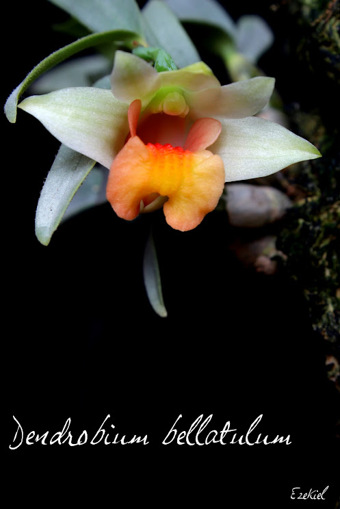 Dendrobium bellatulum IMG_3870