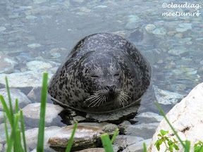 foca in Canada