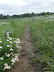 Meadows near Hempstead